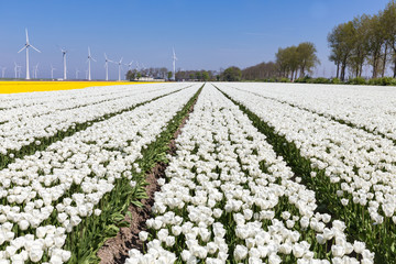 Dutch fields with white tulips and wind turbines