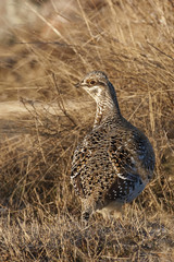 Vertical of a Sharp-Tailed Grouse, Tympanuchus phasianellus
