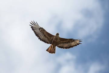 Buzzard