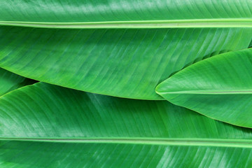 Banana leafs background