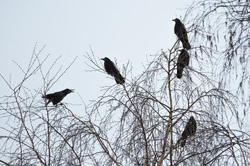 Rooks