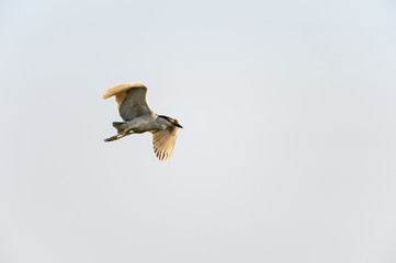 Adult Black-crowned Night-Heron in flight