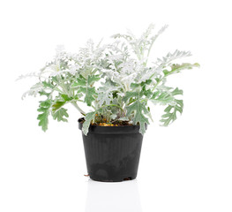 Jacobaea maritima or silver ragwort plant