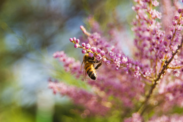 Walpaper Bee work on pink Fowers behind view