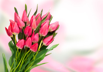 Pink tulips on color background. Tulip. Pink tulips, bouquet of tulips, tulips macro, tulips in bouquet, beautiful tulips, colorful tulips, green tulips petals