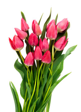 Pink tulips on white background. Tulip. Pink tulips, bouquet of tulips, tulips macro, tulips in bouquet, beautiful tulips, colorful tulips, green tulips petals