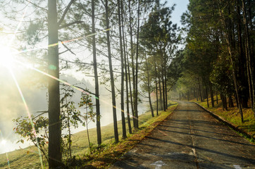 landscape of pine trees forest and walkway in natural garden with morning sunrise