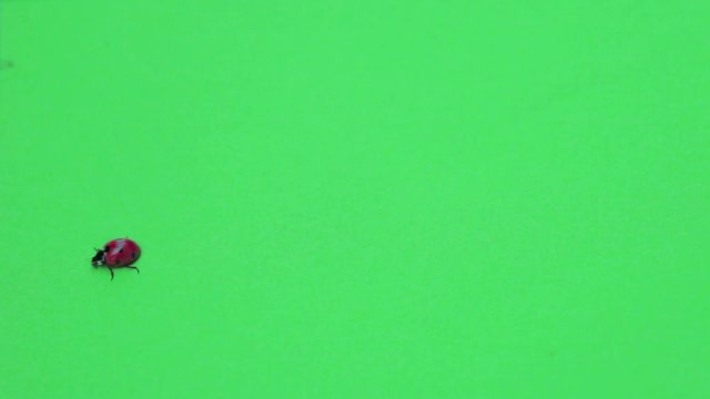 Coccinella cammina su greenscreen