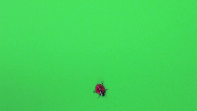 Coccinella cammina su greenscreen