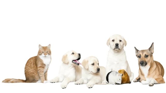 dog and cat and rodents on a white background