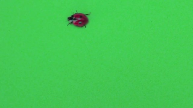 Coccinella cammina su greenscreen