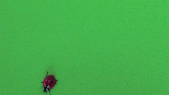 Coccinella cammina su greenscreen