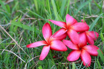 Red Plumeria flowers beautiful  on grass 