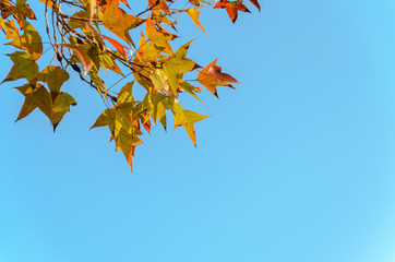 Orange dry maple leaves and blue sky background