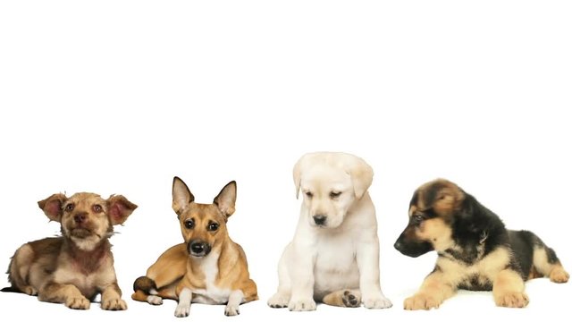 four dogs on a white background