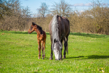 Little foal and his mother