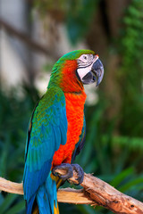 Parrot