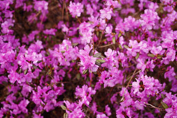 Pink flowers background  