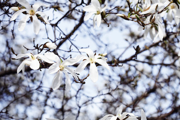 Magnolia   