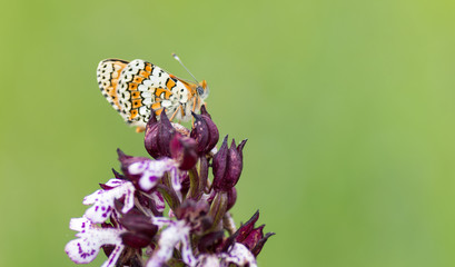 Papillon sur orchidée sauvage