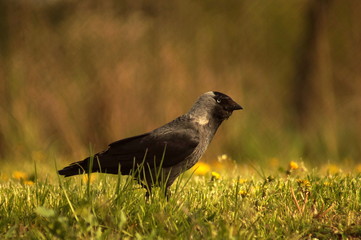 Ptak kawka na trawniku © marko658