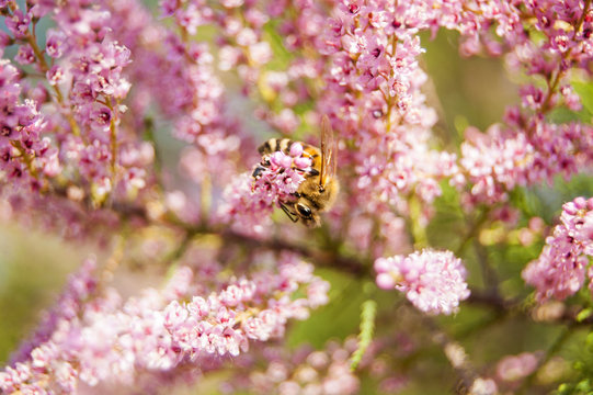 Walpaper Macro Bee work on pink Fowers