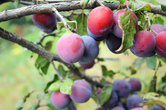 Plum tree with fruit