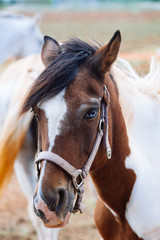 Obraz premium Cavallo