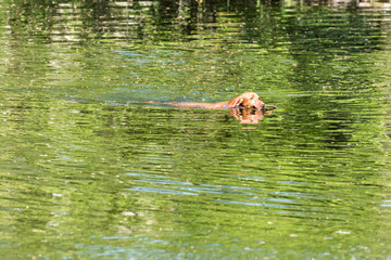 Hund schwimmt im See mit Ast im Maul