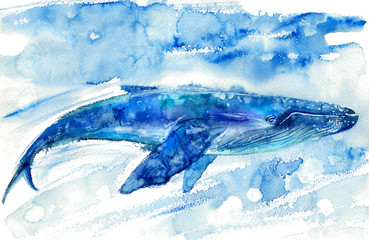 Fototapeta premium Big Blue Whale and water.Watercolor hand drawn illustration. Realistic underwater animal art.