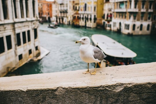 seagull in Venice, Italy