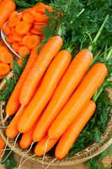 Fresh carrots with green leaves