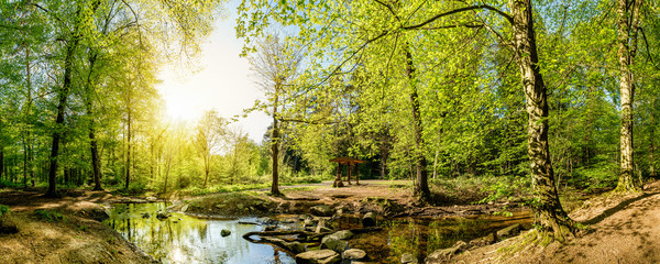 Lichtung im Wald mit Bach und Sonne