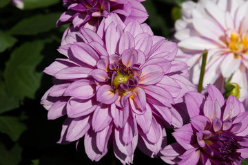 Dalia