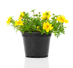 yellow flowers Goldmarie or Bidens ferulifolia or Bidens Goldilo