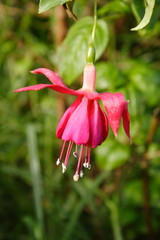 Fuscia Flower Vertical