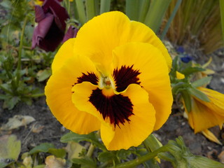 Fototapeta premium pensee