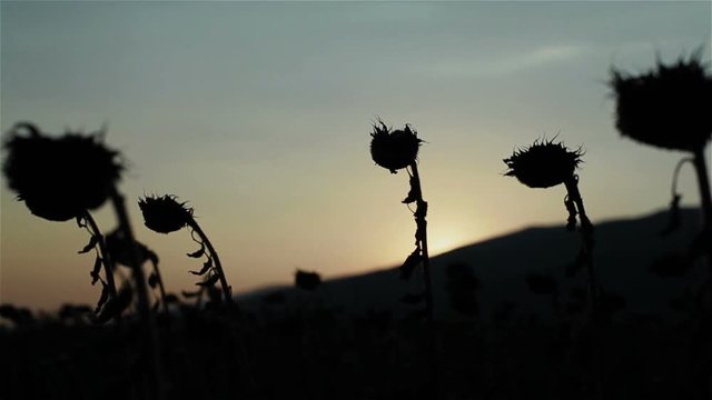 Silhouetted heads of dry sunflowers in field against sunset or sunrise sky. Focus shift from mountain to flowers and back