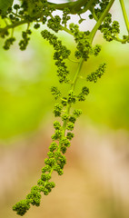 magnificent bunch of table grape ripening in a vineyard in the countryside of Puglia. Italy