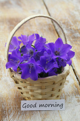 Fototapeta na wymiar Good morning card with mini wicker basket filled with purple Campanula bell flowers 