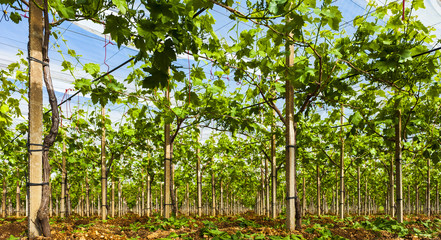 Vineyard in the countryside of Puglia. To protect the exquisite table grape vineyards are covered...