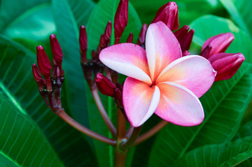 flowers background color pink tropical frangipani nature green plant 
