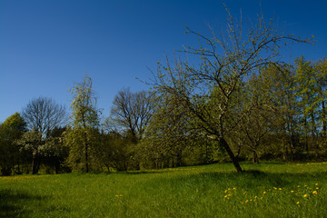 Fototapeta premium Frühling in Bayern
