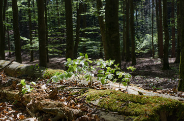 Generationen im Wald: Buchensämlinge auf Totholz