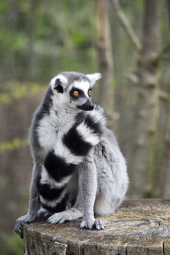mindful lemur - achtsamer Lemur 