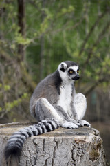 lemur sitting on a tree trunk - Lemur sitzend auf einem Baumstamm 