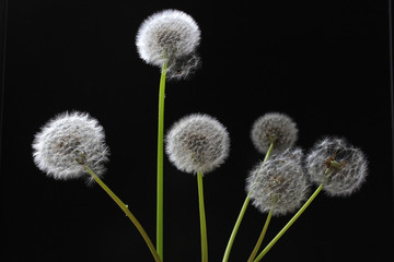 Obraz premium dandelion down