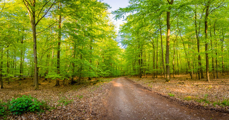 Fototapeta premium Frühling