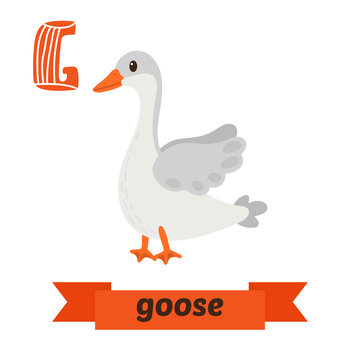 Goose. G letter. Cute children animal alphabet in vector. Funny