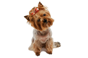 Yorkshire Terrier on isolated background
